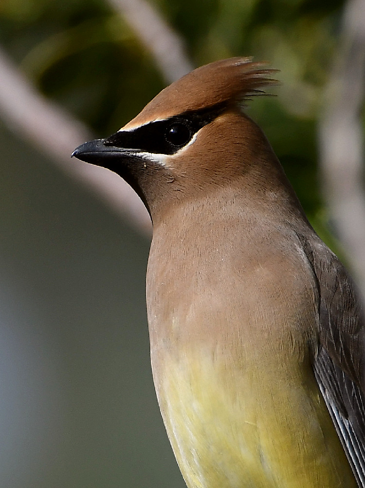 Waxwing6.jpg