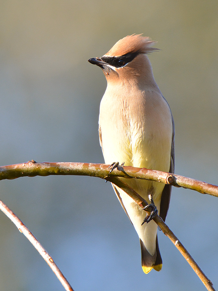 Waxwing7.jpg
