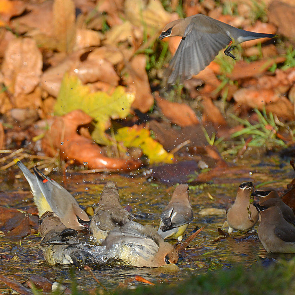 Waxwing7.jpg