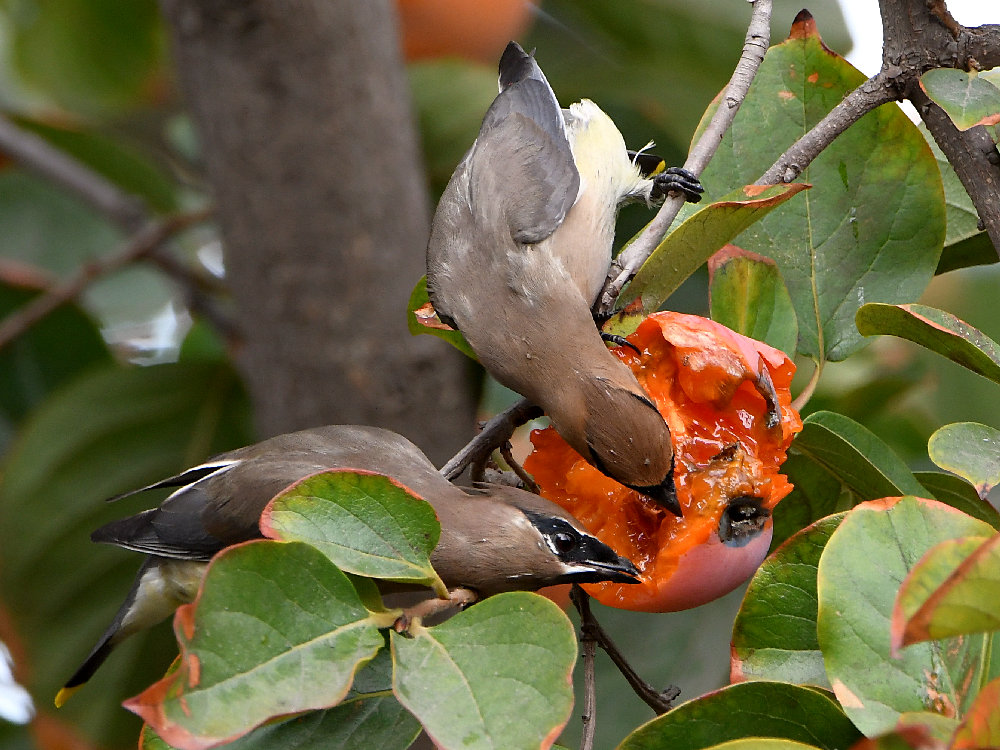 Waxwing7.jpg