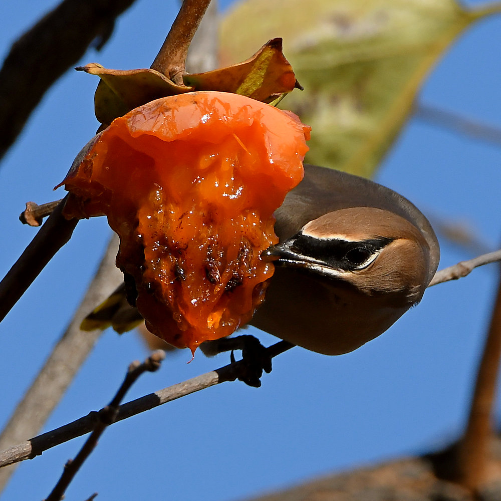 Waxwing7.jpg