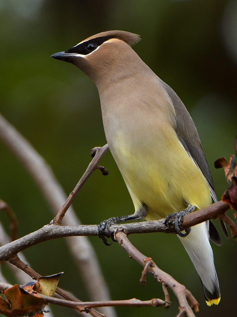 WaxWing7.jpg