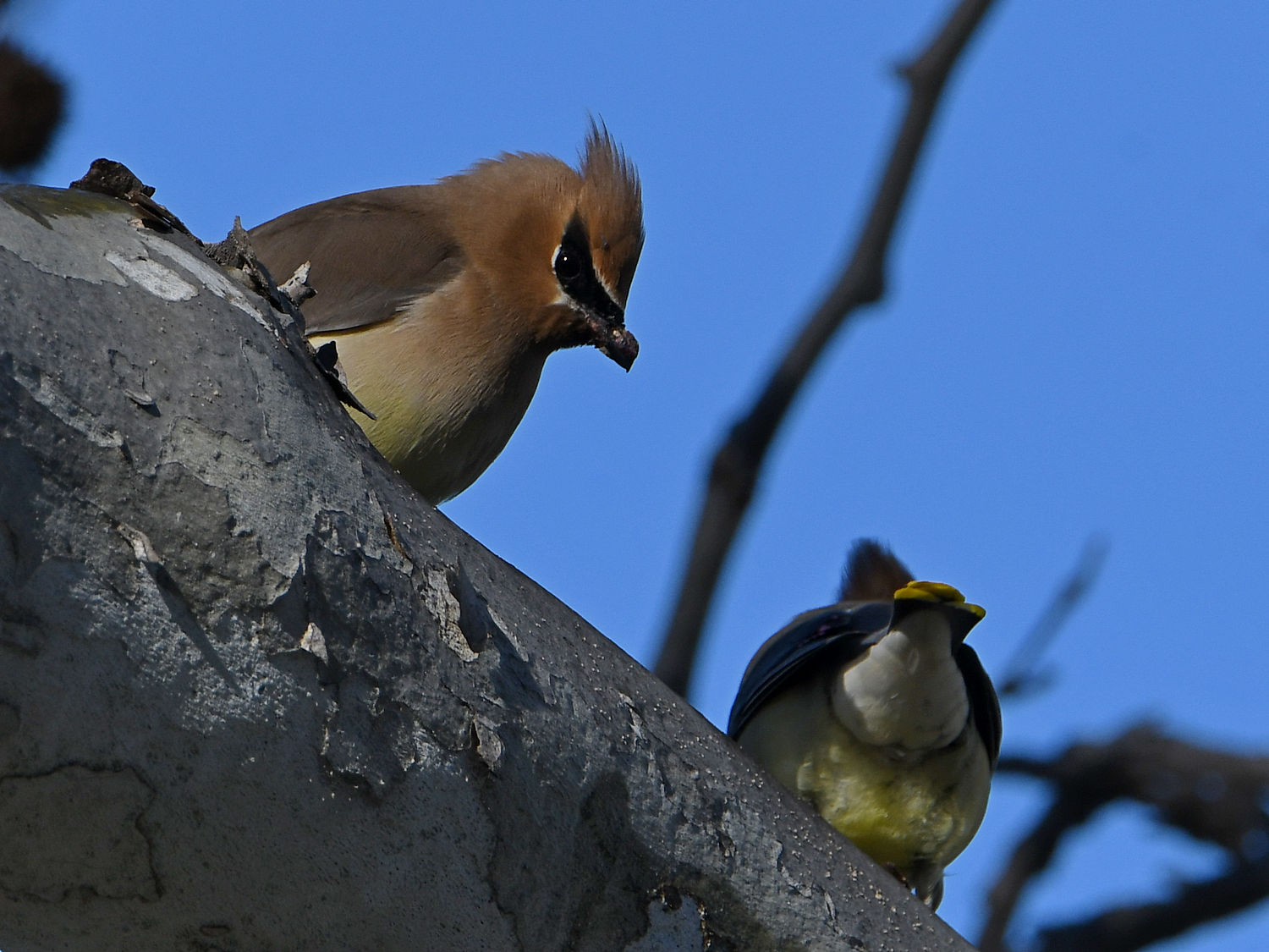Waxwing7.jpg