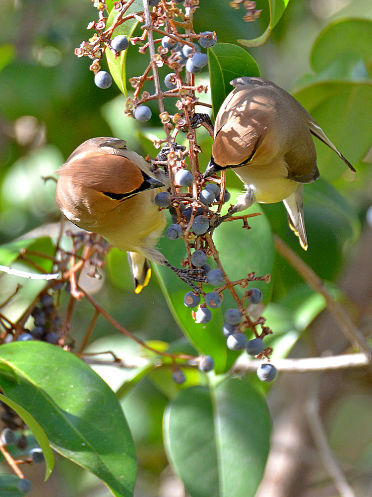Waxwing8.jpg