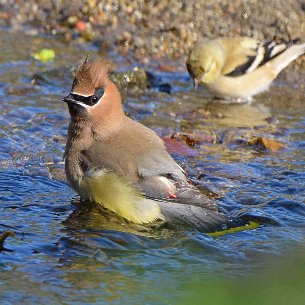 Waxwing8.jpg