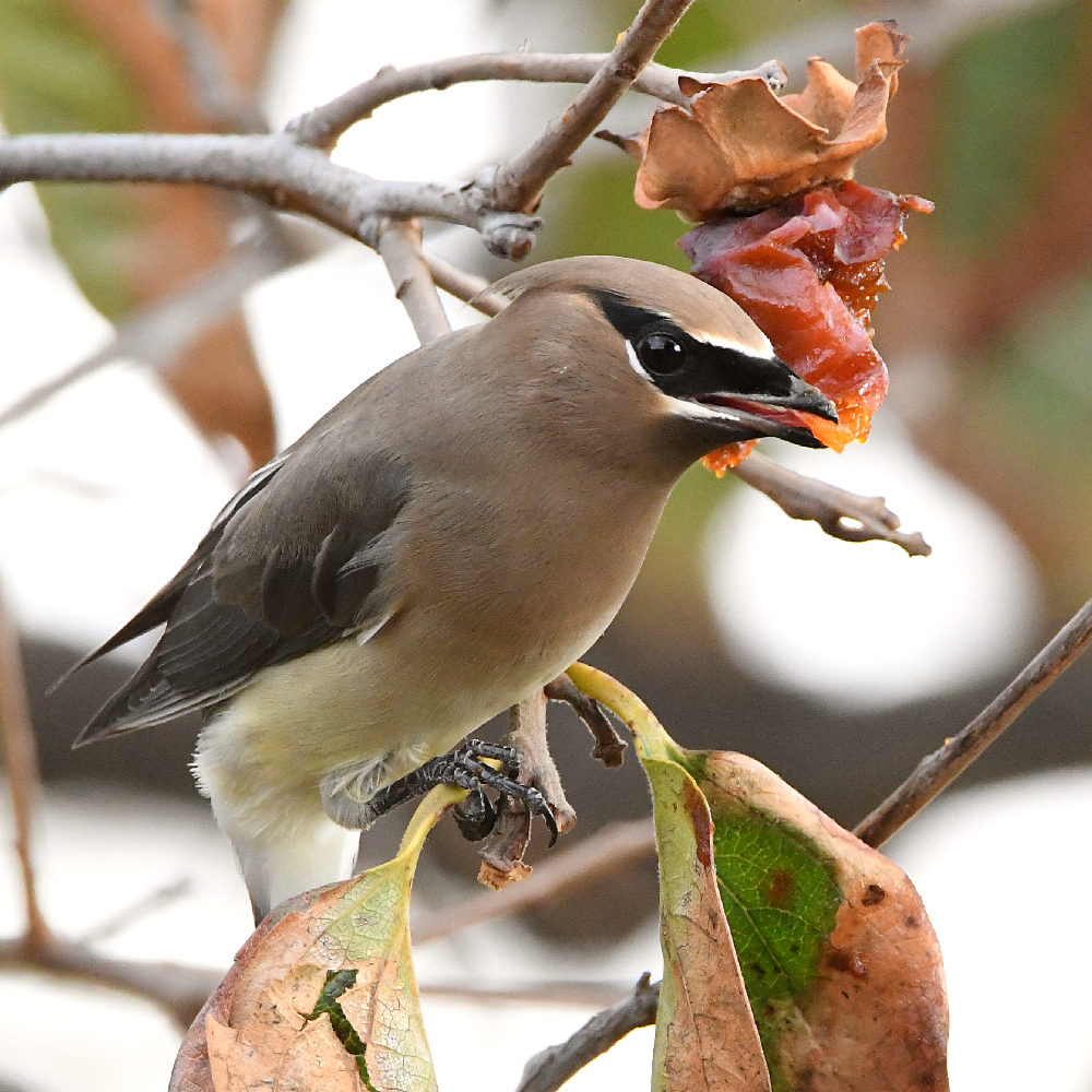 Waxwing8.jpg