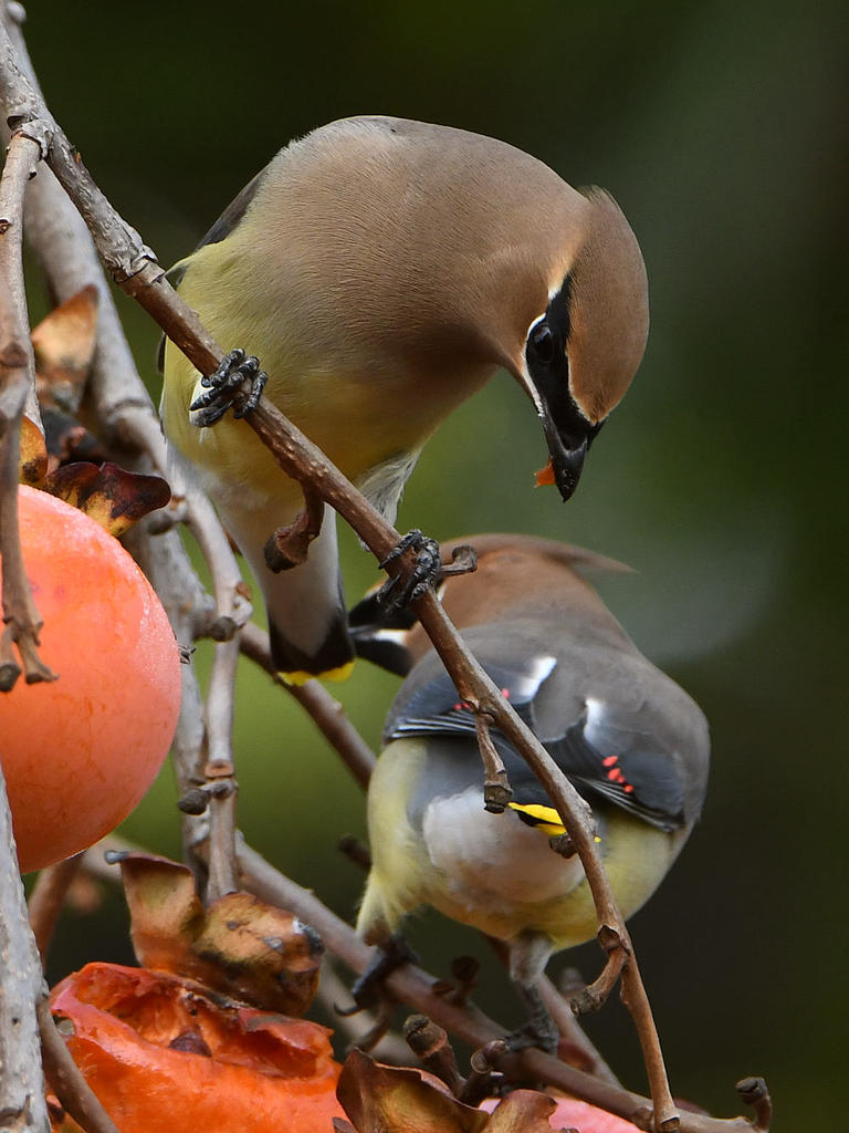 WaxWing8.jpg