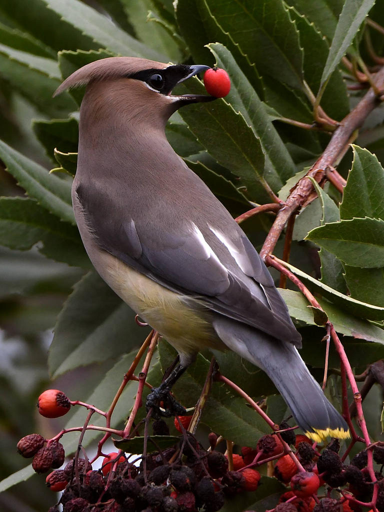 Waxwing8.jpg