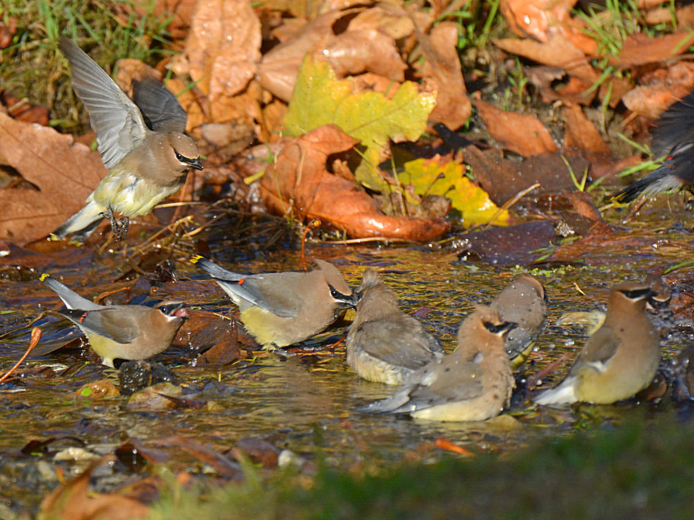 Waxwing9.jpg