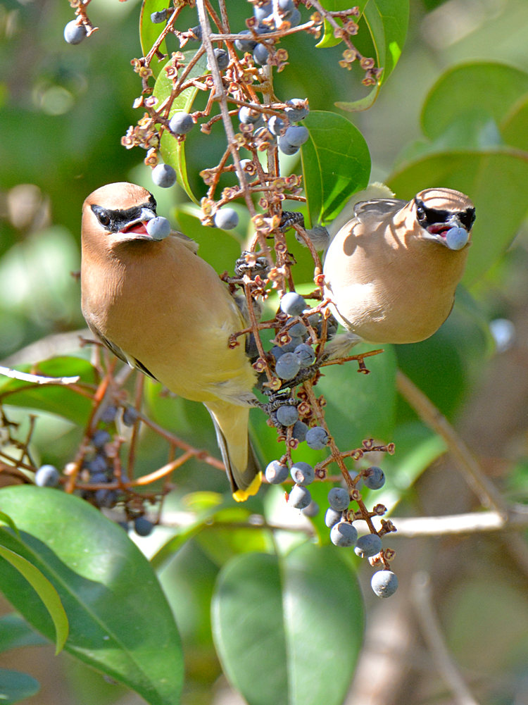Waxwing9.jpg