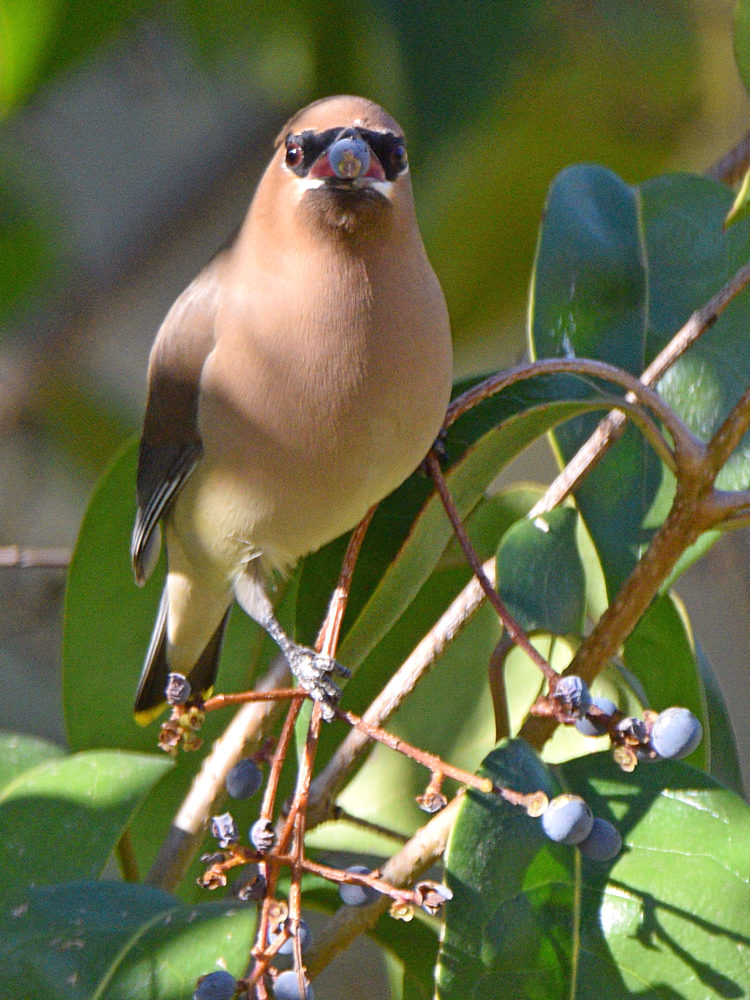 WaxWing9.jpg