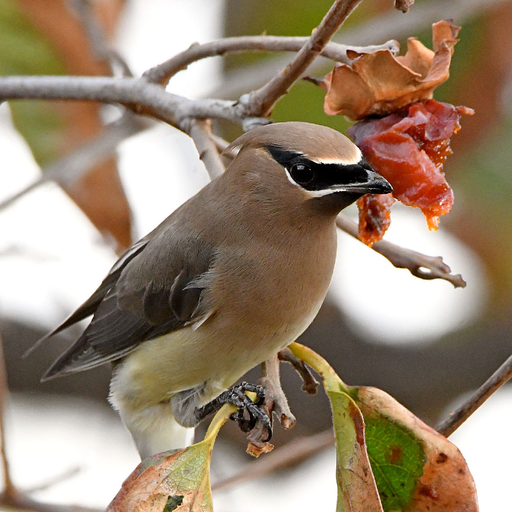 Waxwing9.jpg