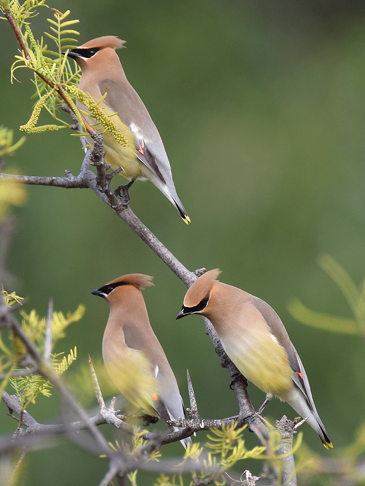 Waxwings.jpg