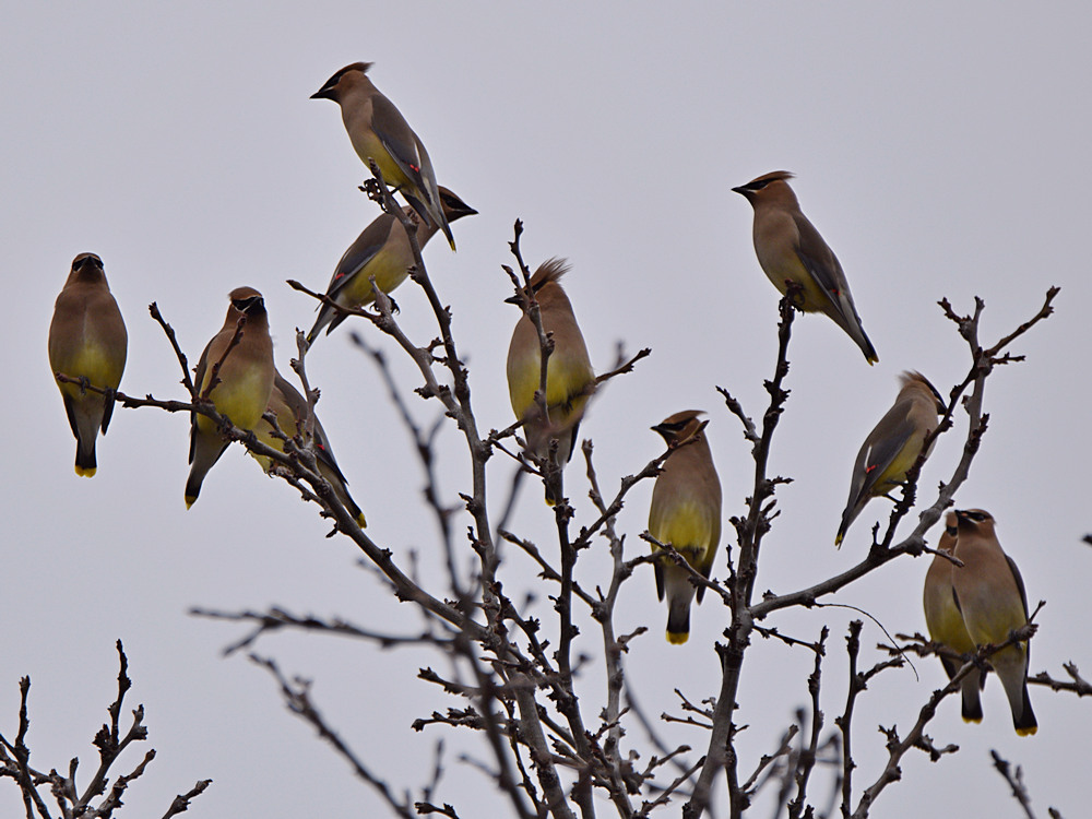 Waxwings.jpg