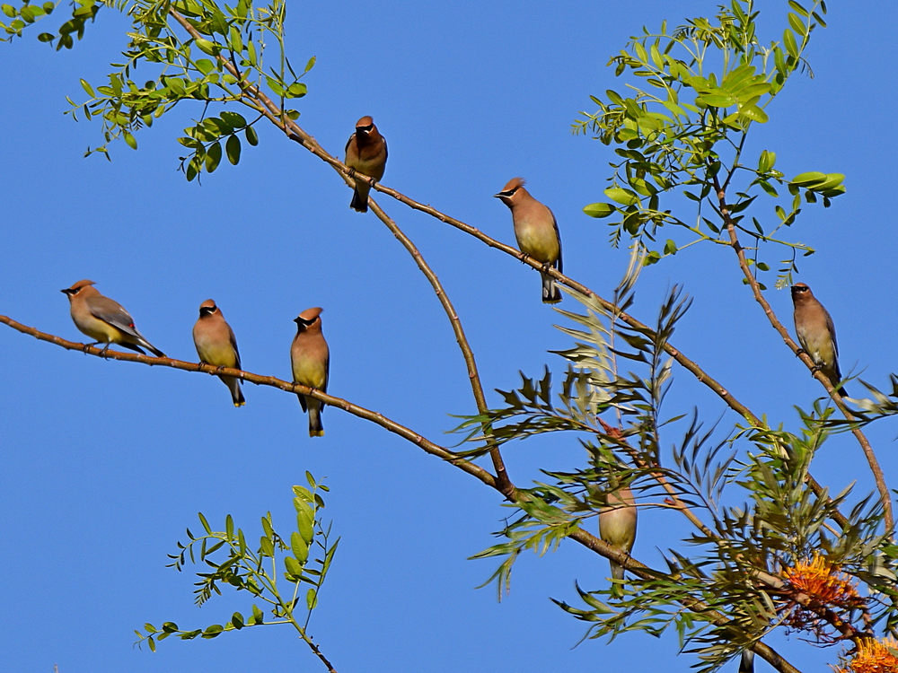 WaxWings.jpg