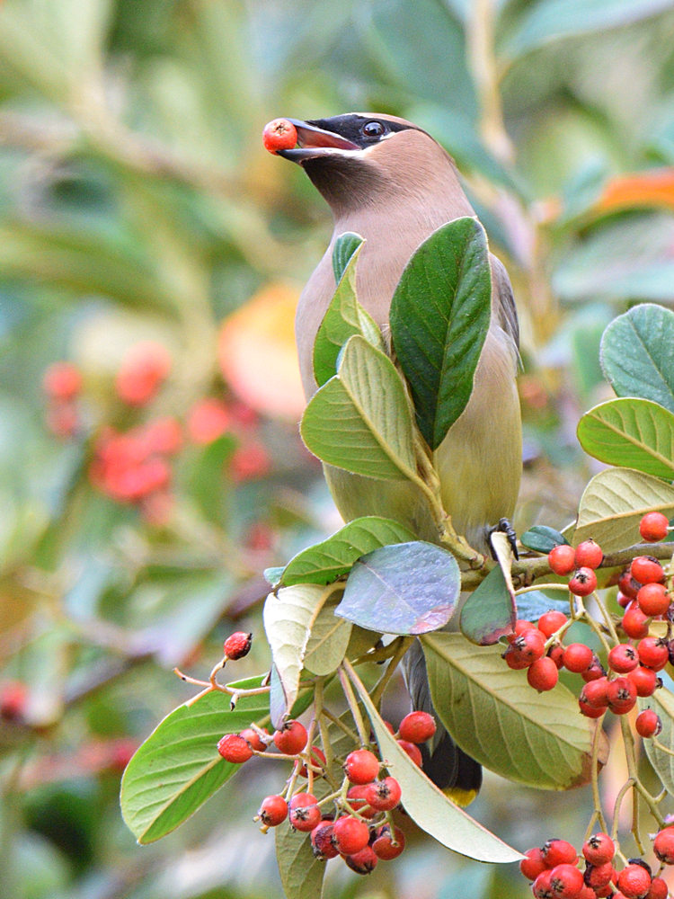 Waxwings10.jpg