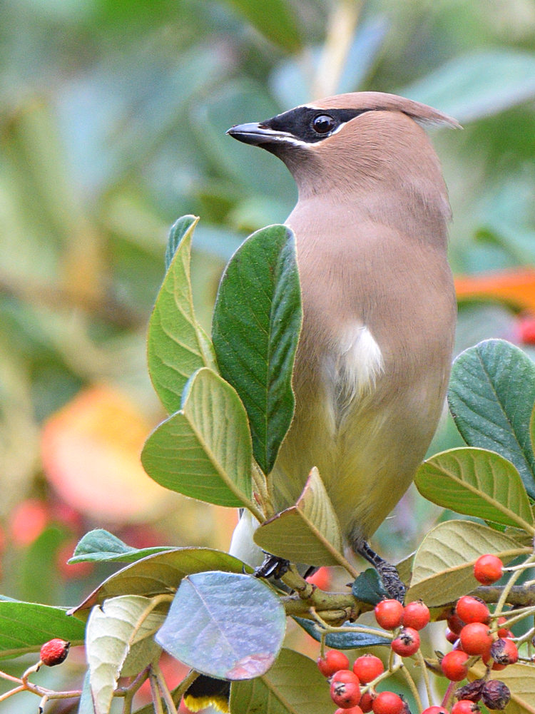 Waxwings12.jpg
