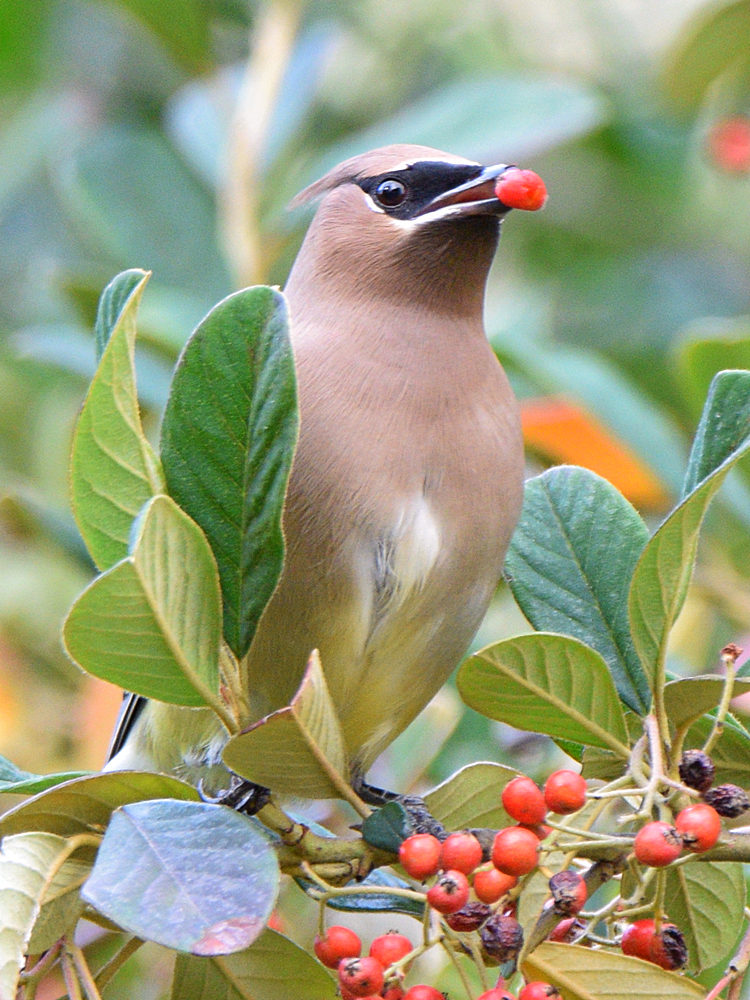 Waxwings13.jpg