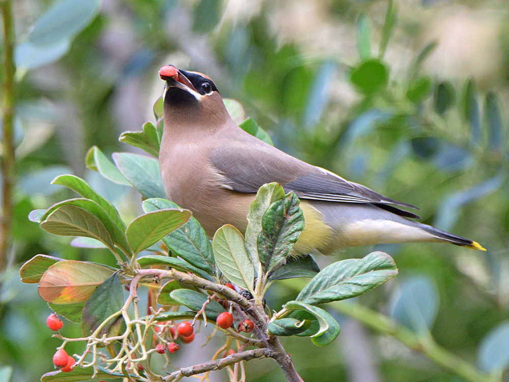 Waxwings16.jpg