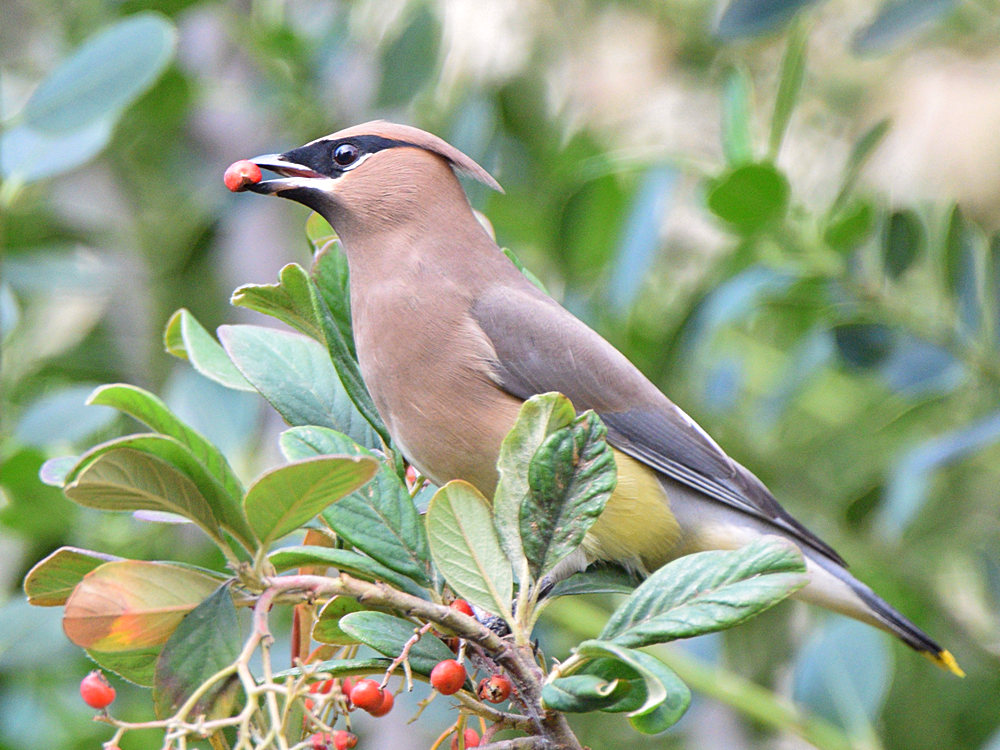 Waxwings18.jpg