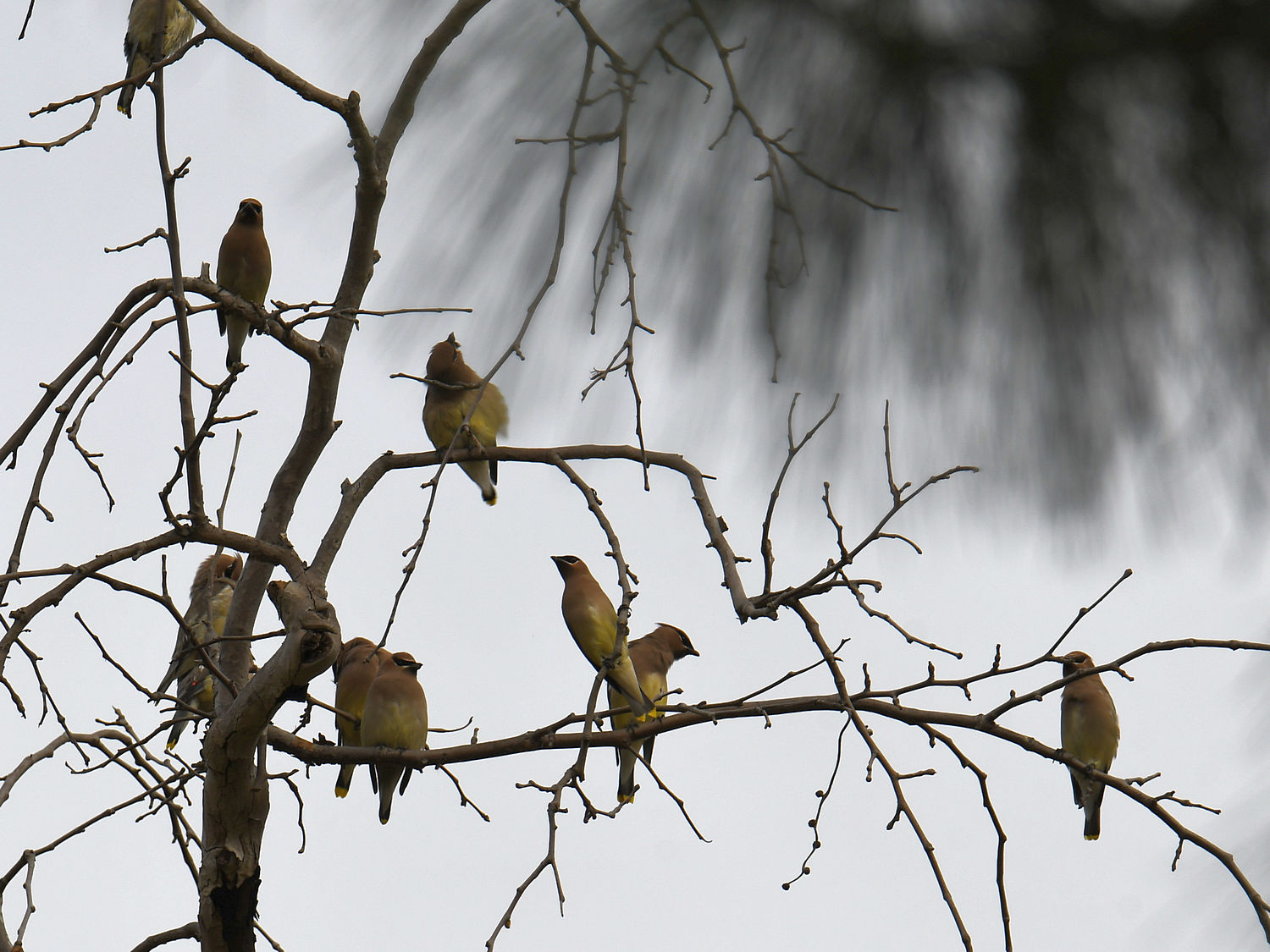 Waxwings2.jpg