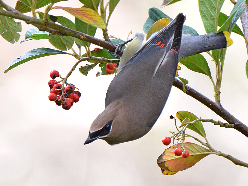 Waxwings3.jpg