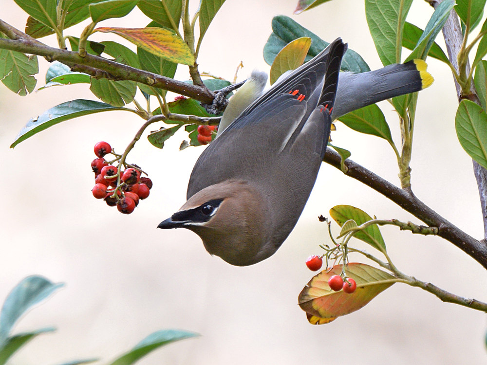 Waxwings4.jpg