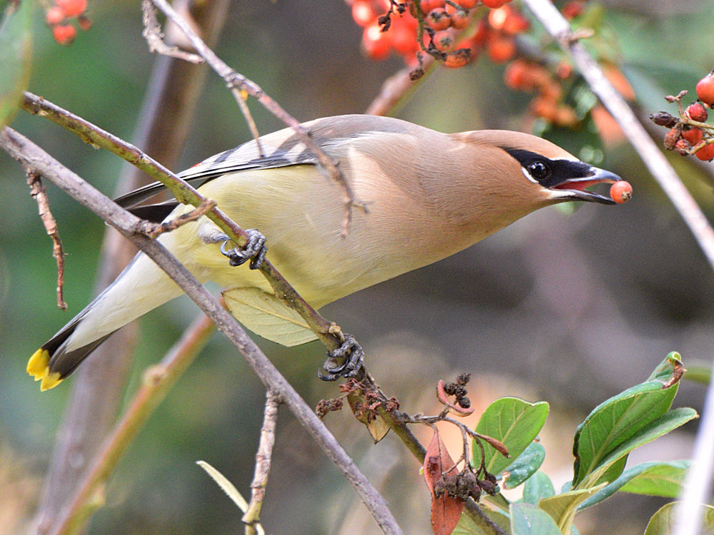 Waxwings7.jpg
