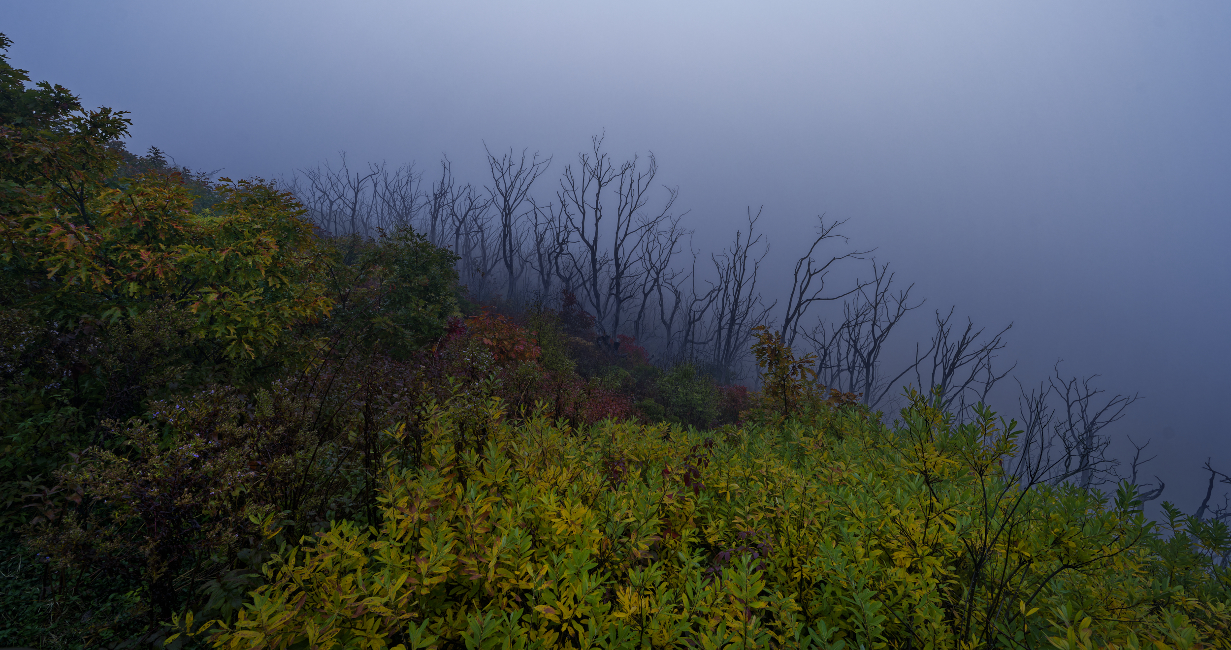 Wayah Bald Fog.jpg