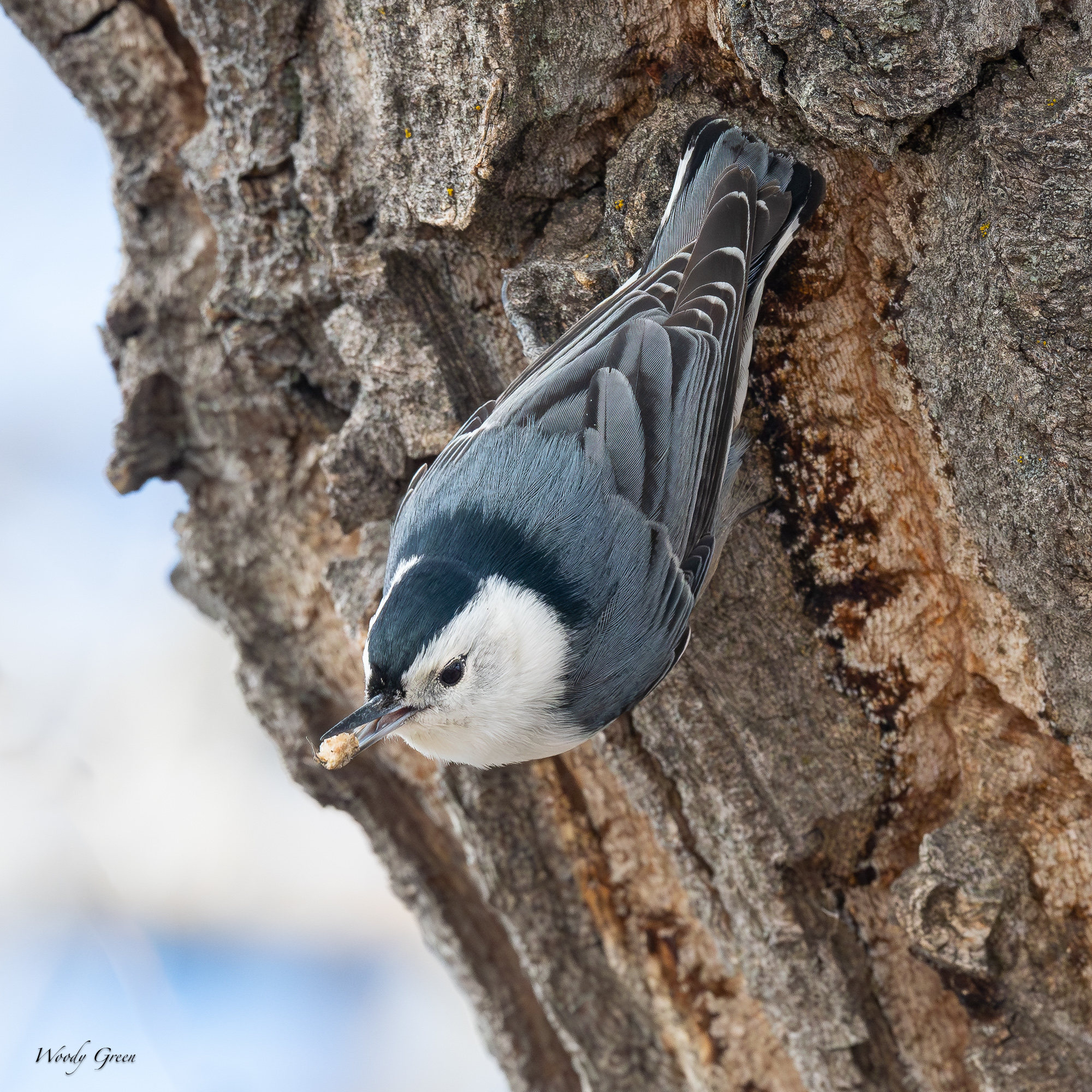 WBNuthatch-552.jpg
