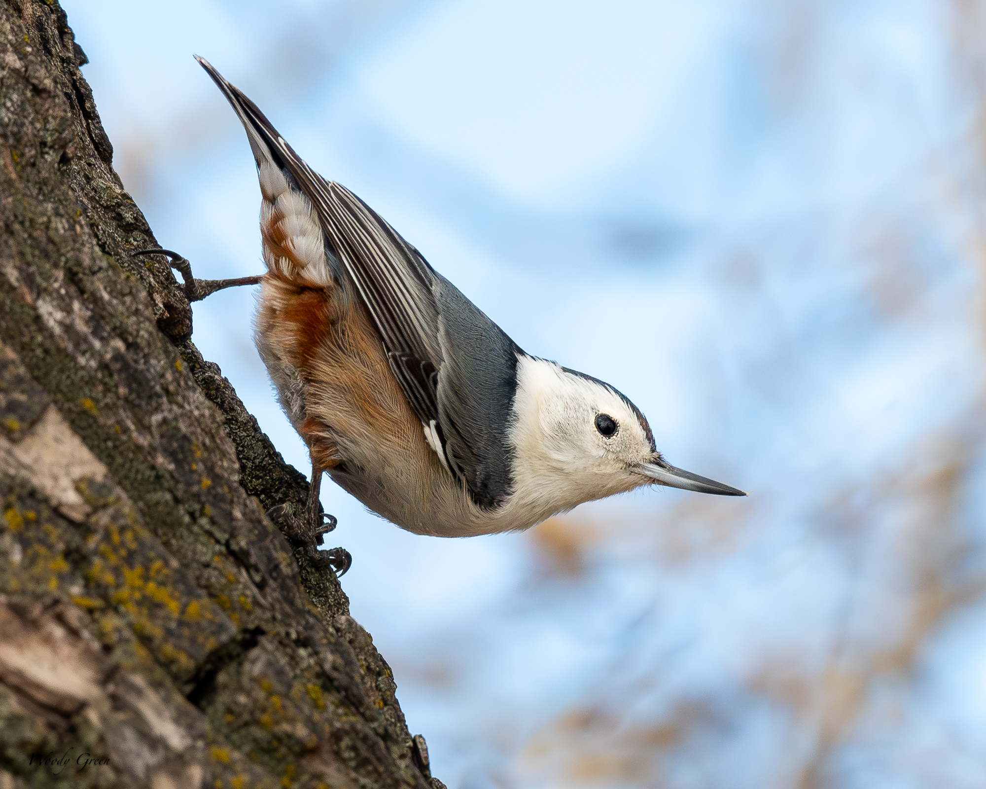 WBNuthatch-553.jpg