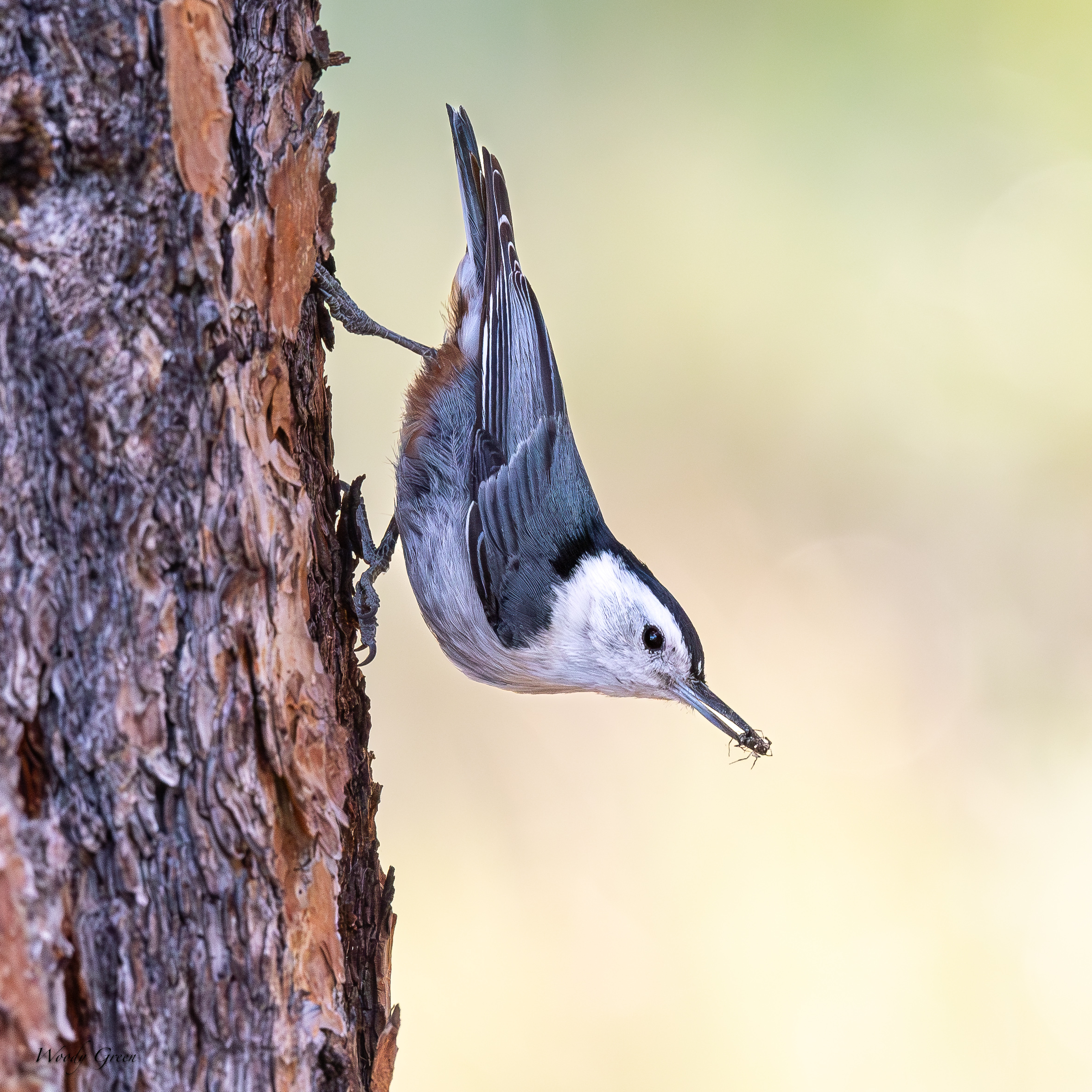 WBNuthatchBugs-56.jpg
