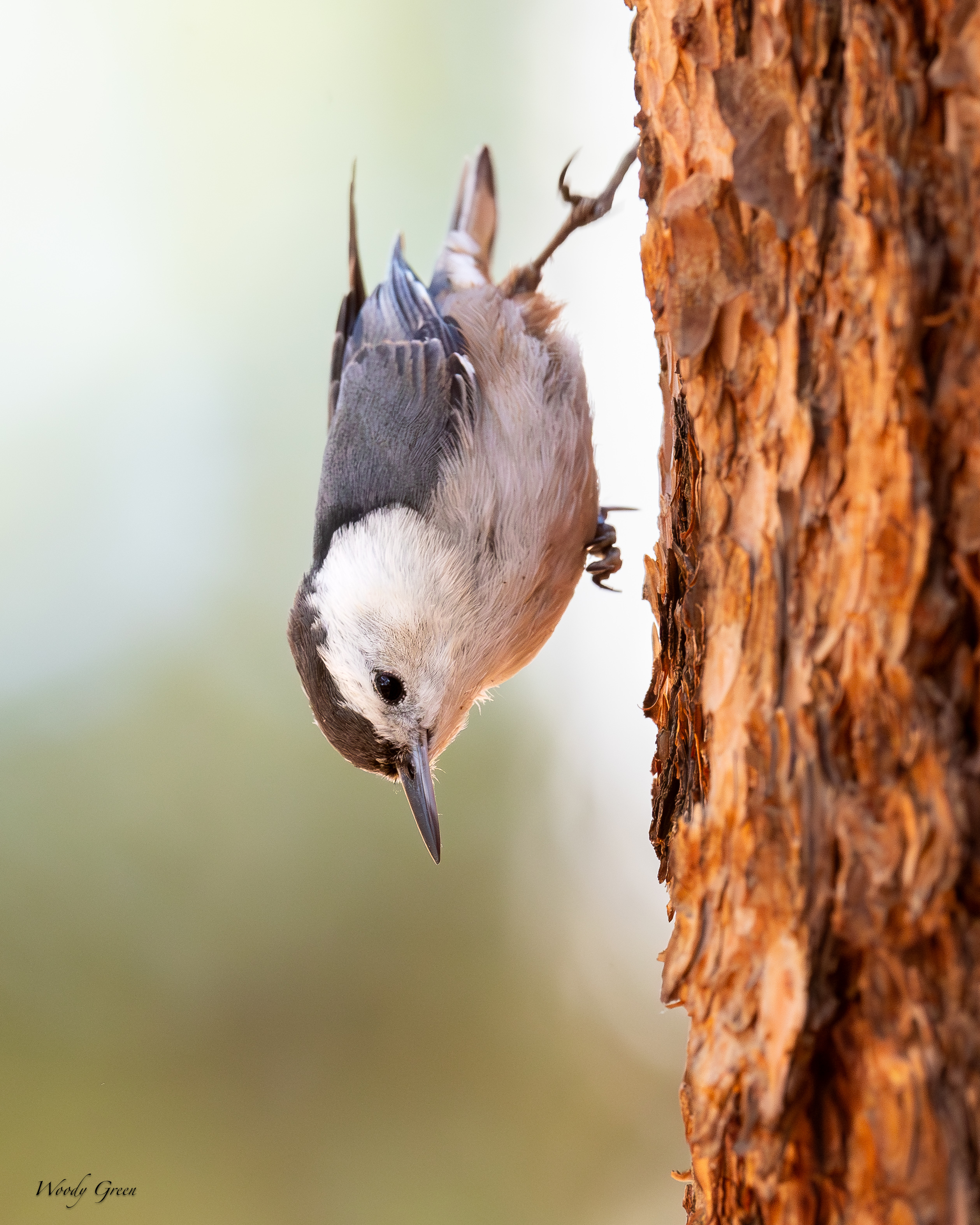 WBNuthatchDowntree-56.jpg