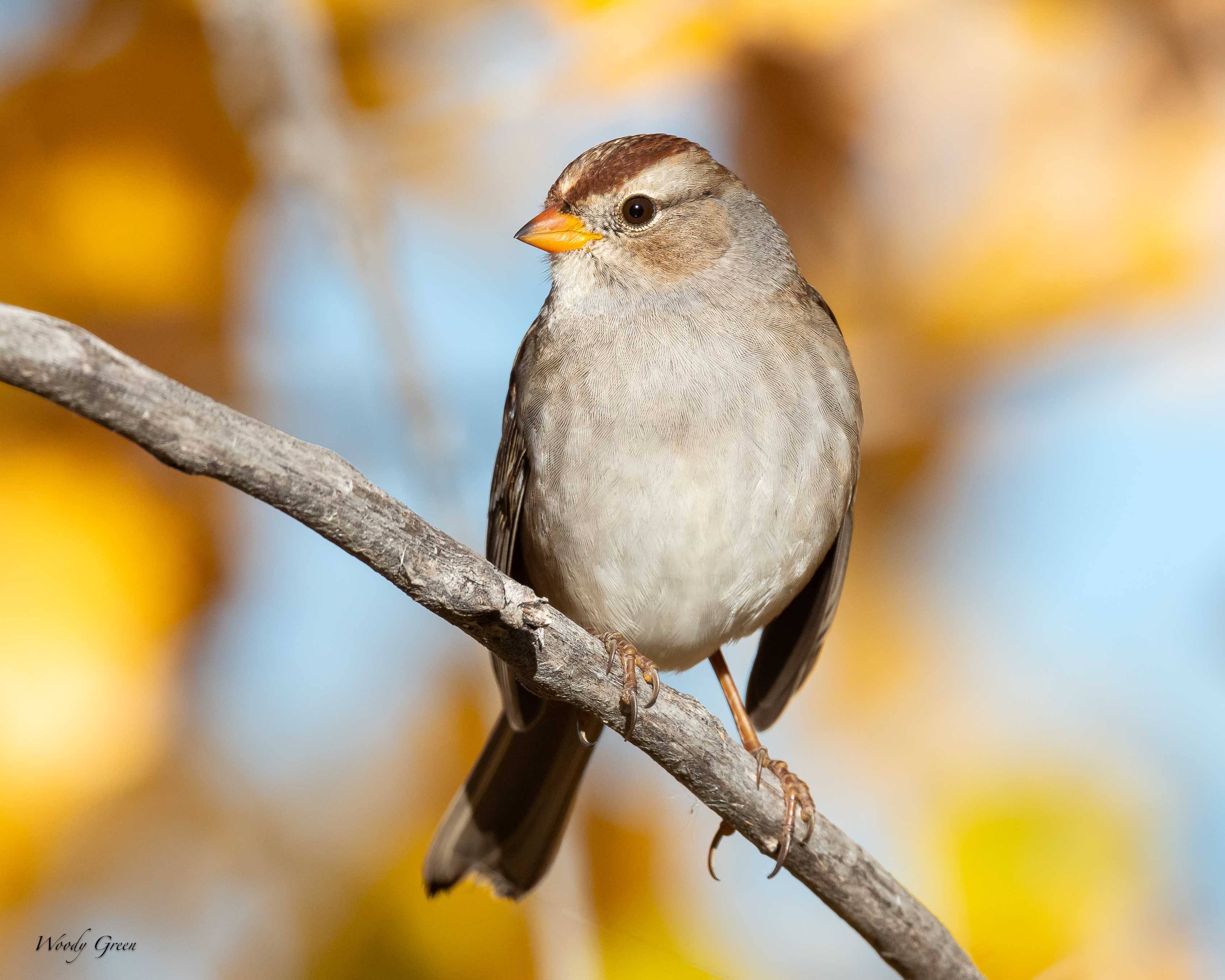 WCSparrow-130.jpg