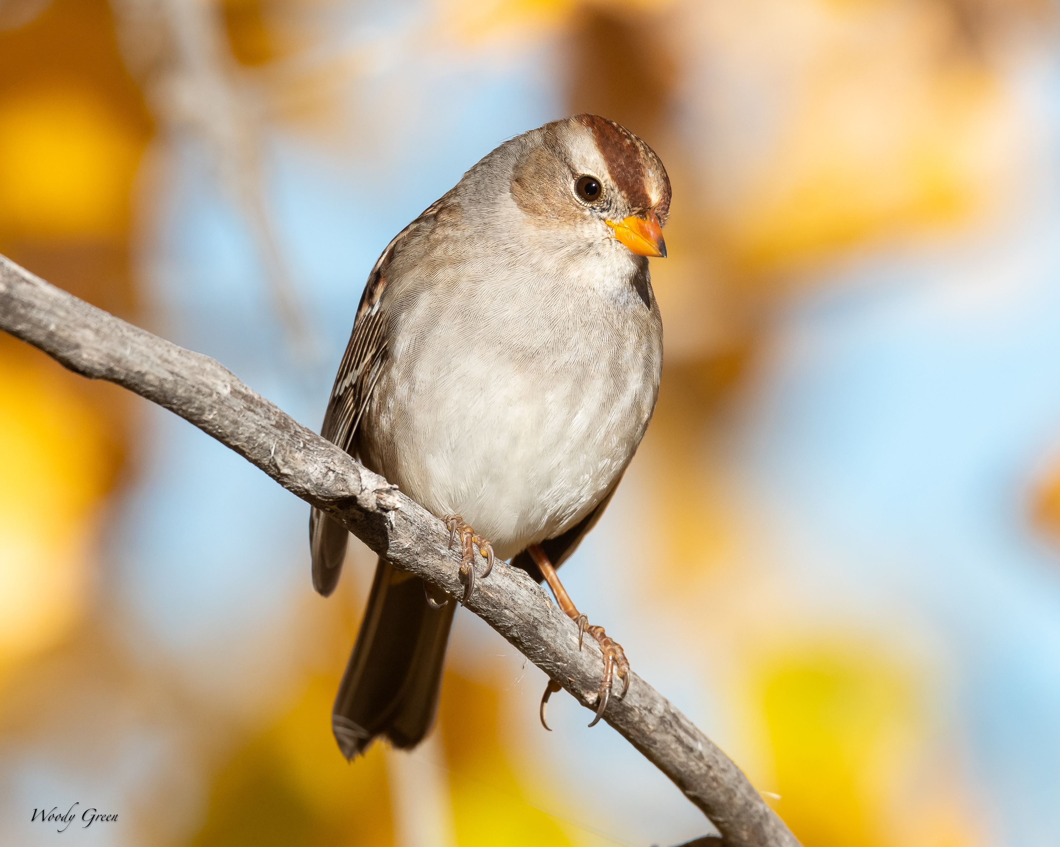 WCSparrow-131.jpg