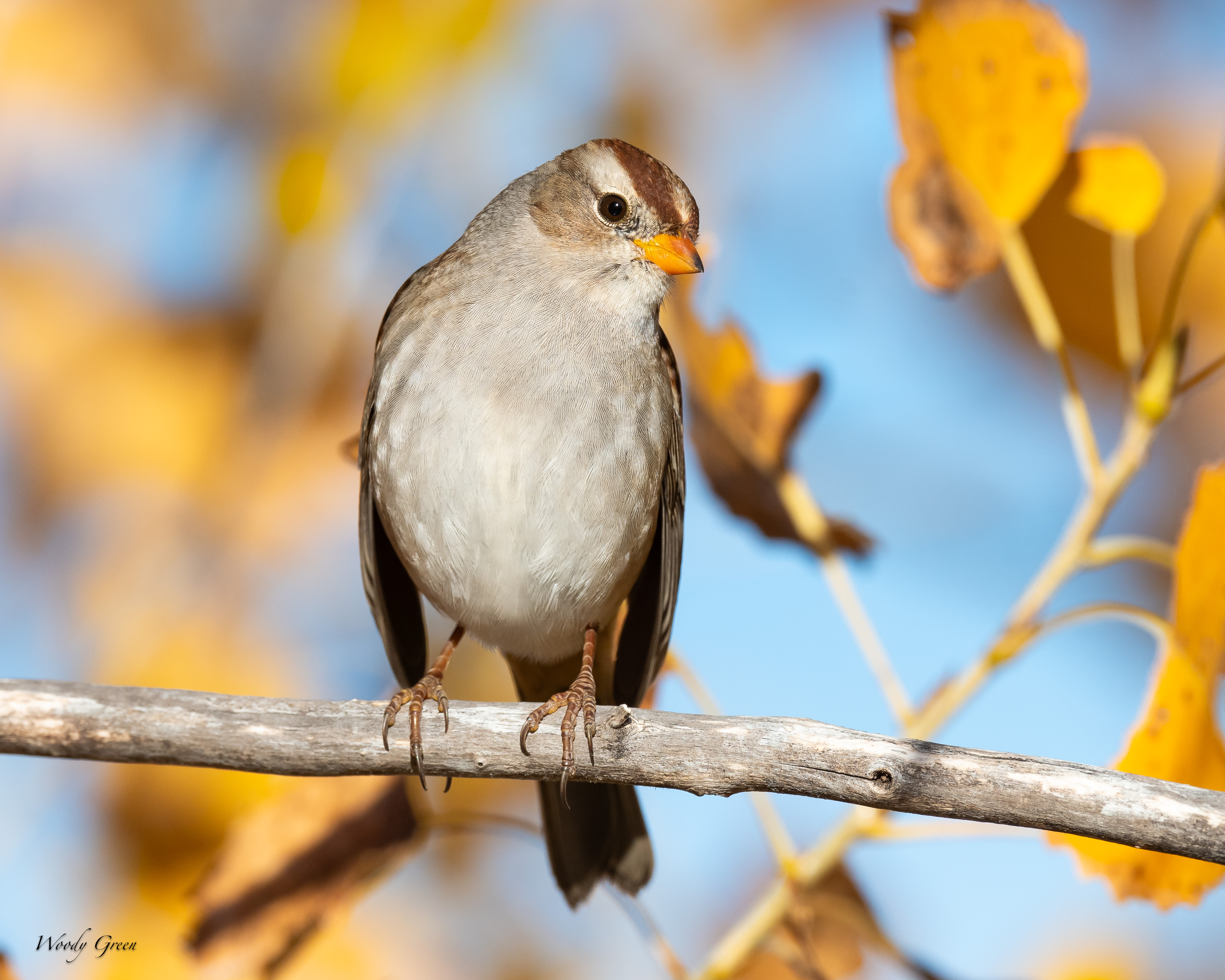 WCSparrow-132.jpg
