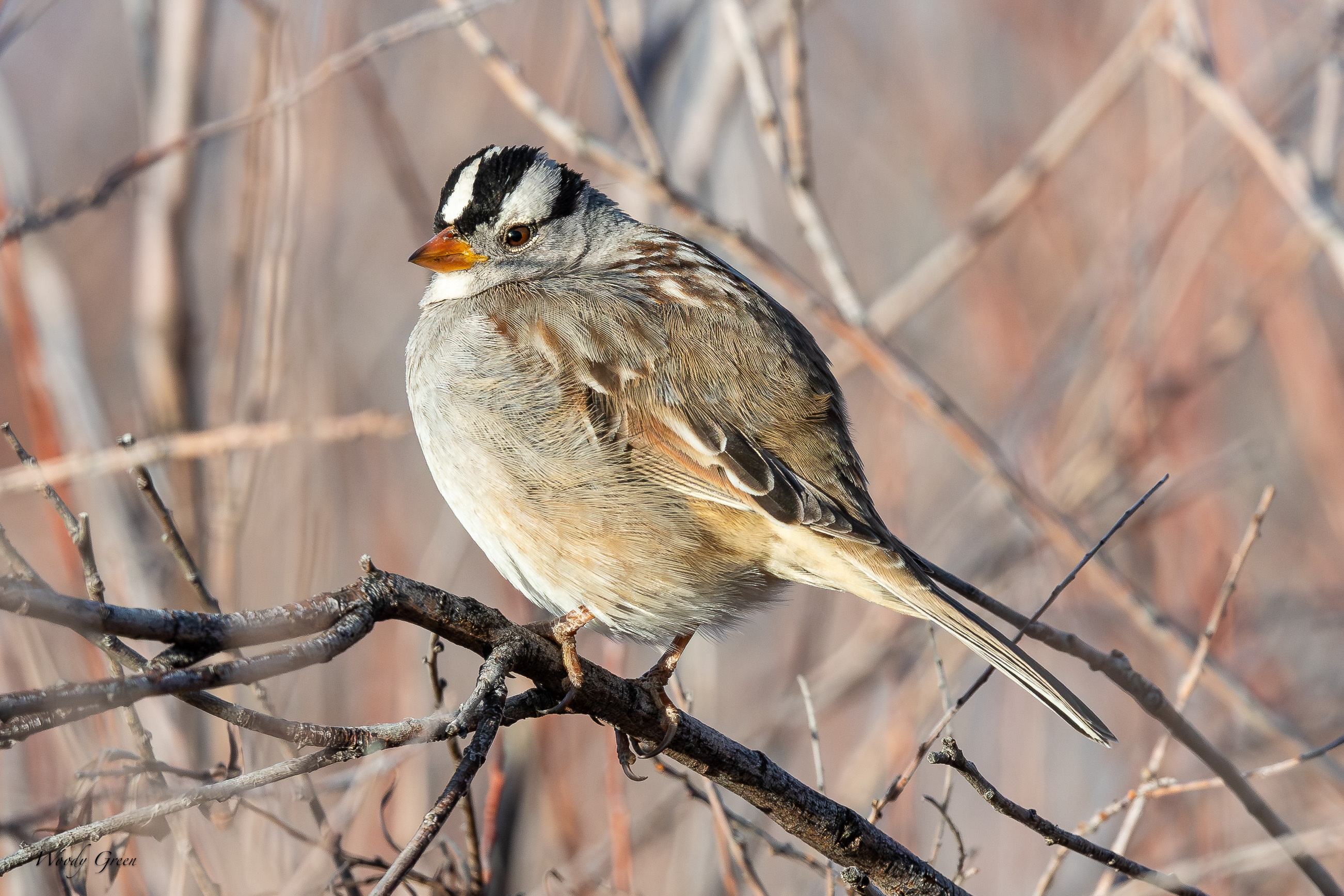 WCSparrow-550.jpg