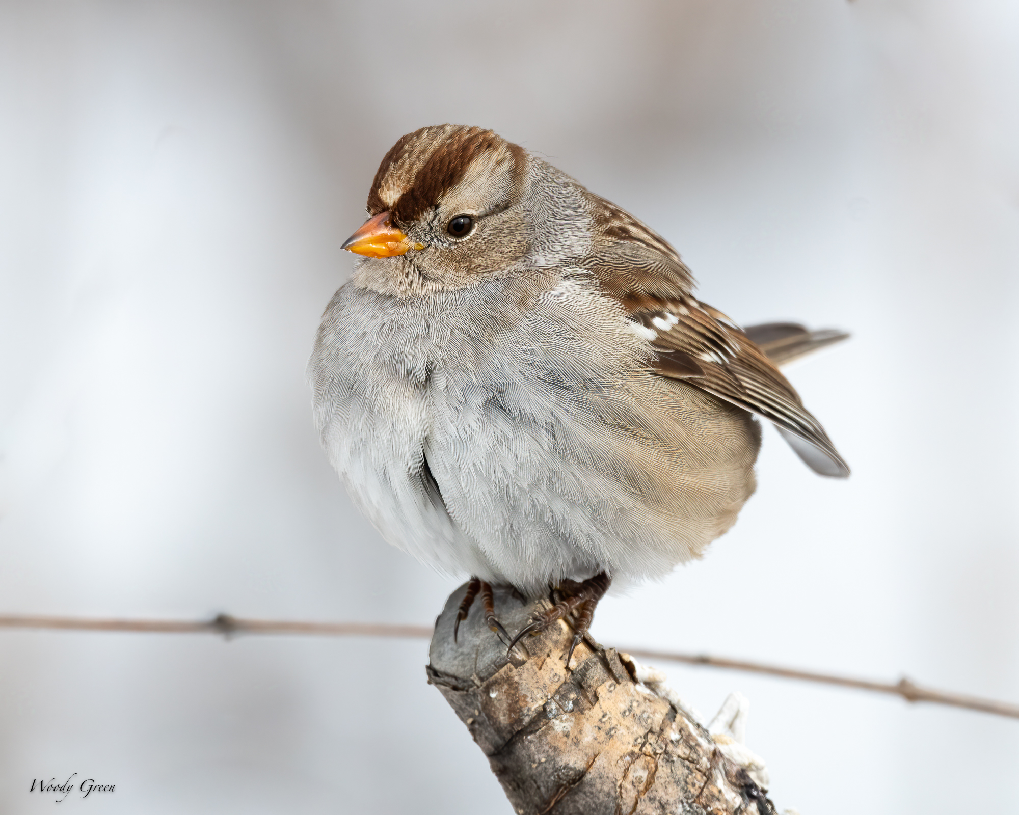 WCSparrow-571.jpg