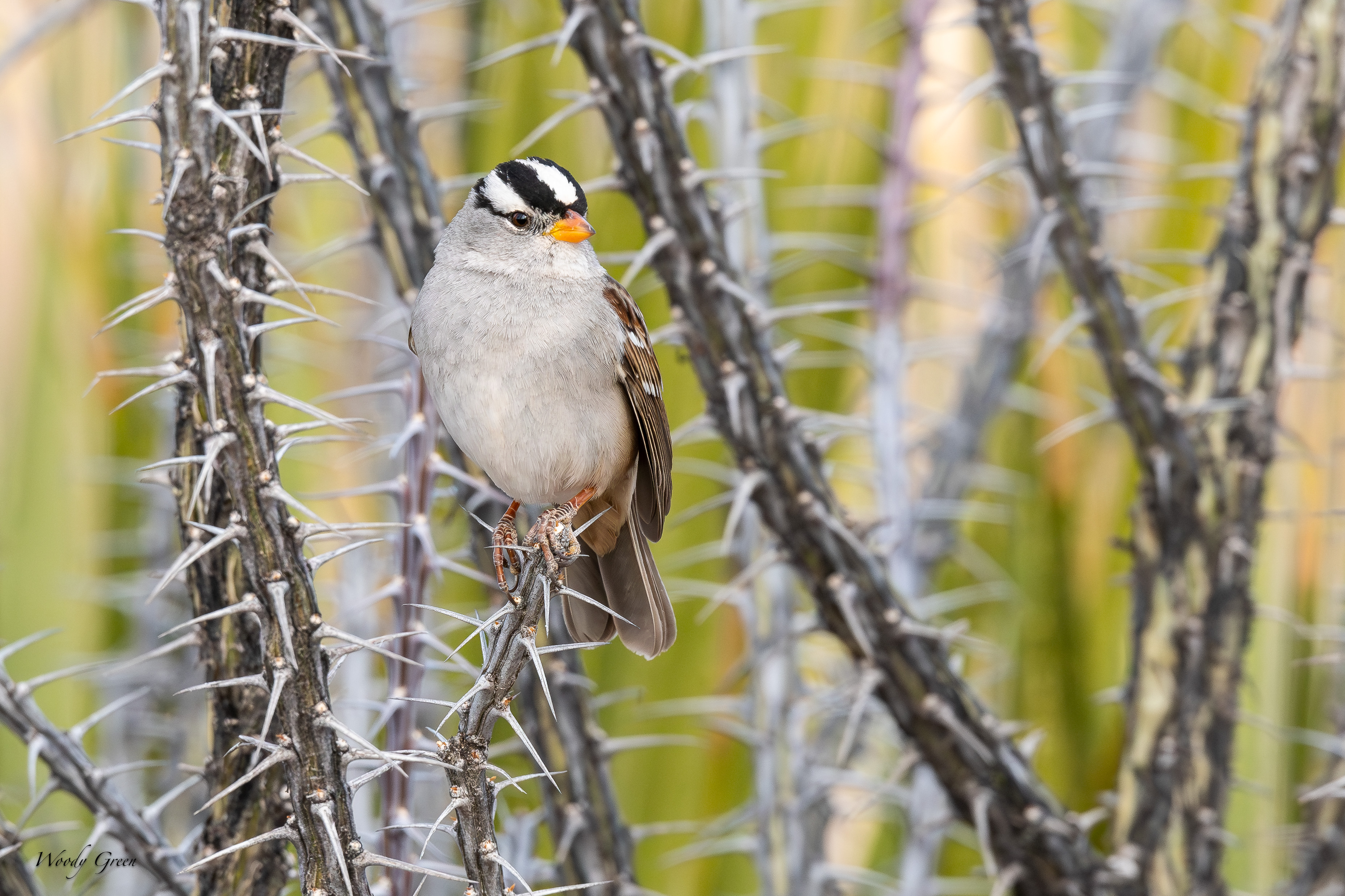 WCSparrowThorns-253.jpg