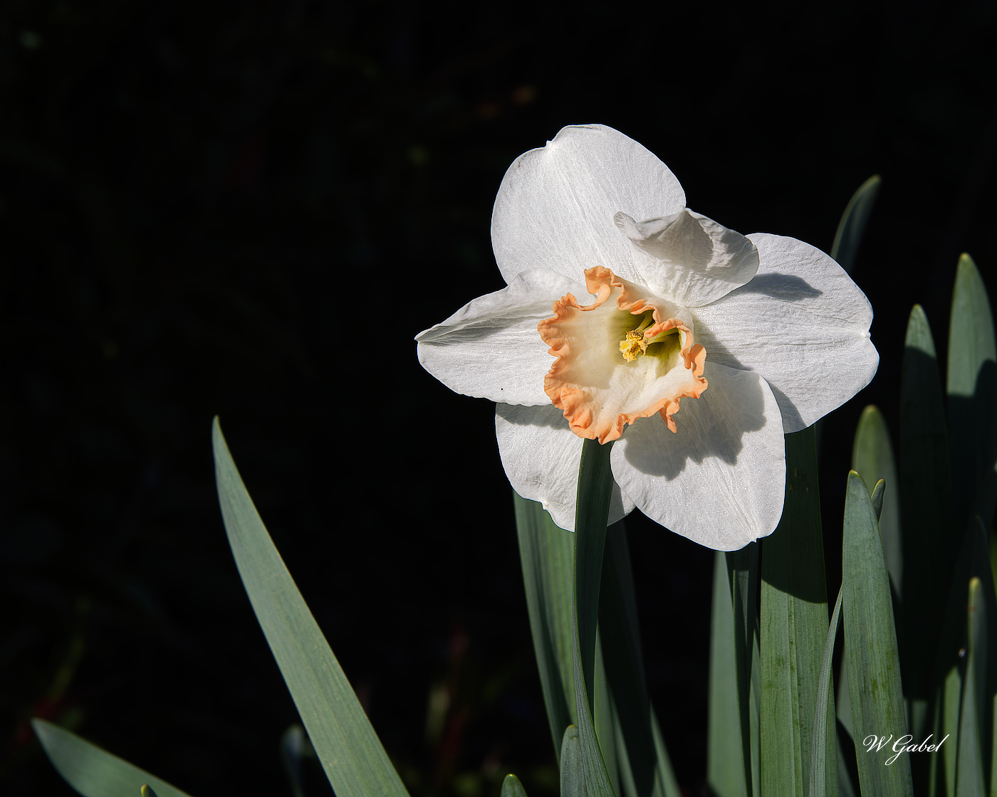Wdaff0291 sm.jpg
