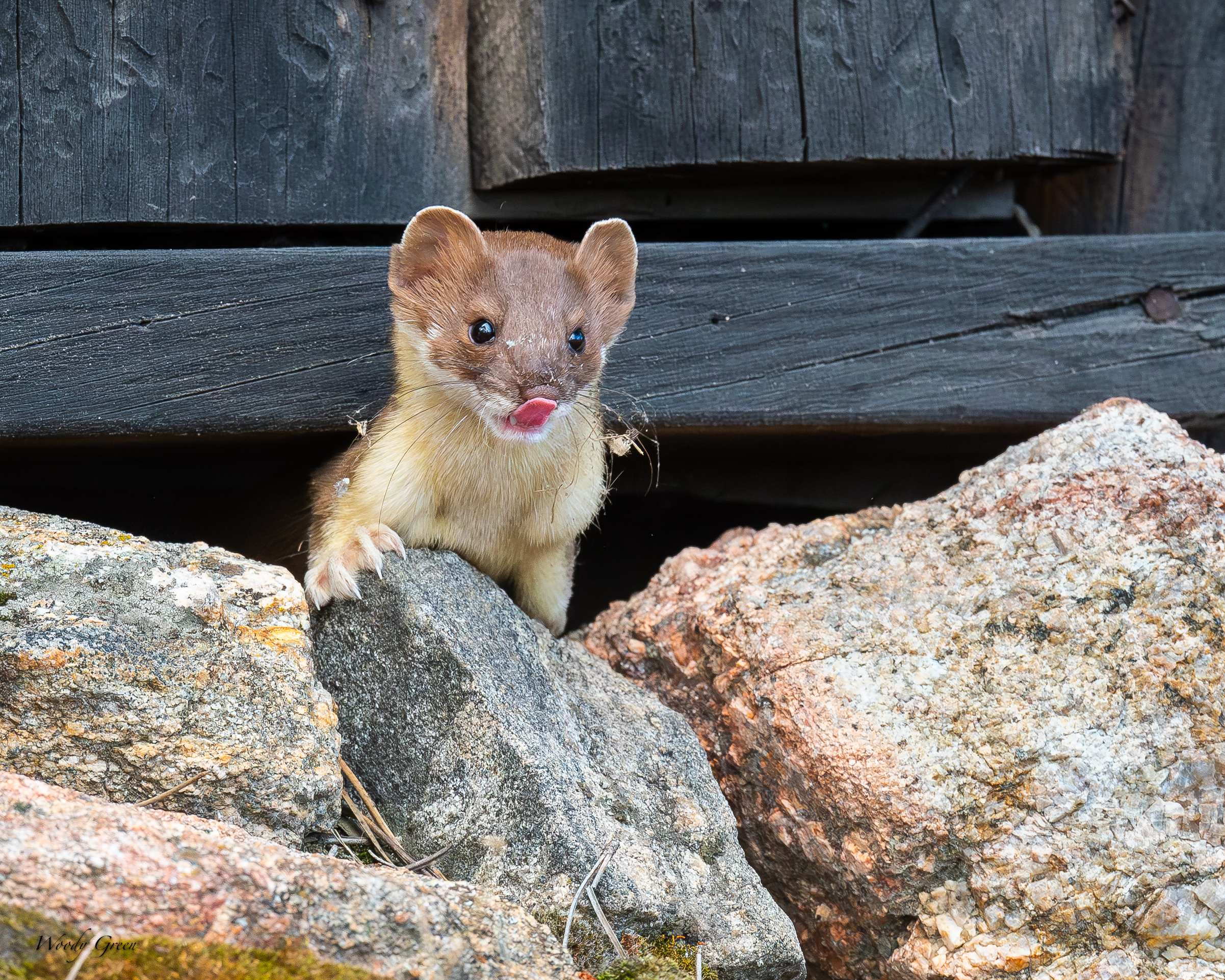 Weasel-125.jpg