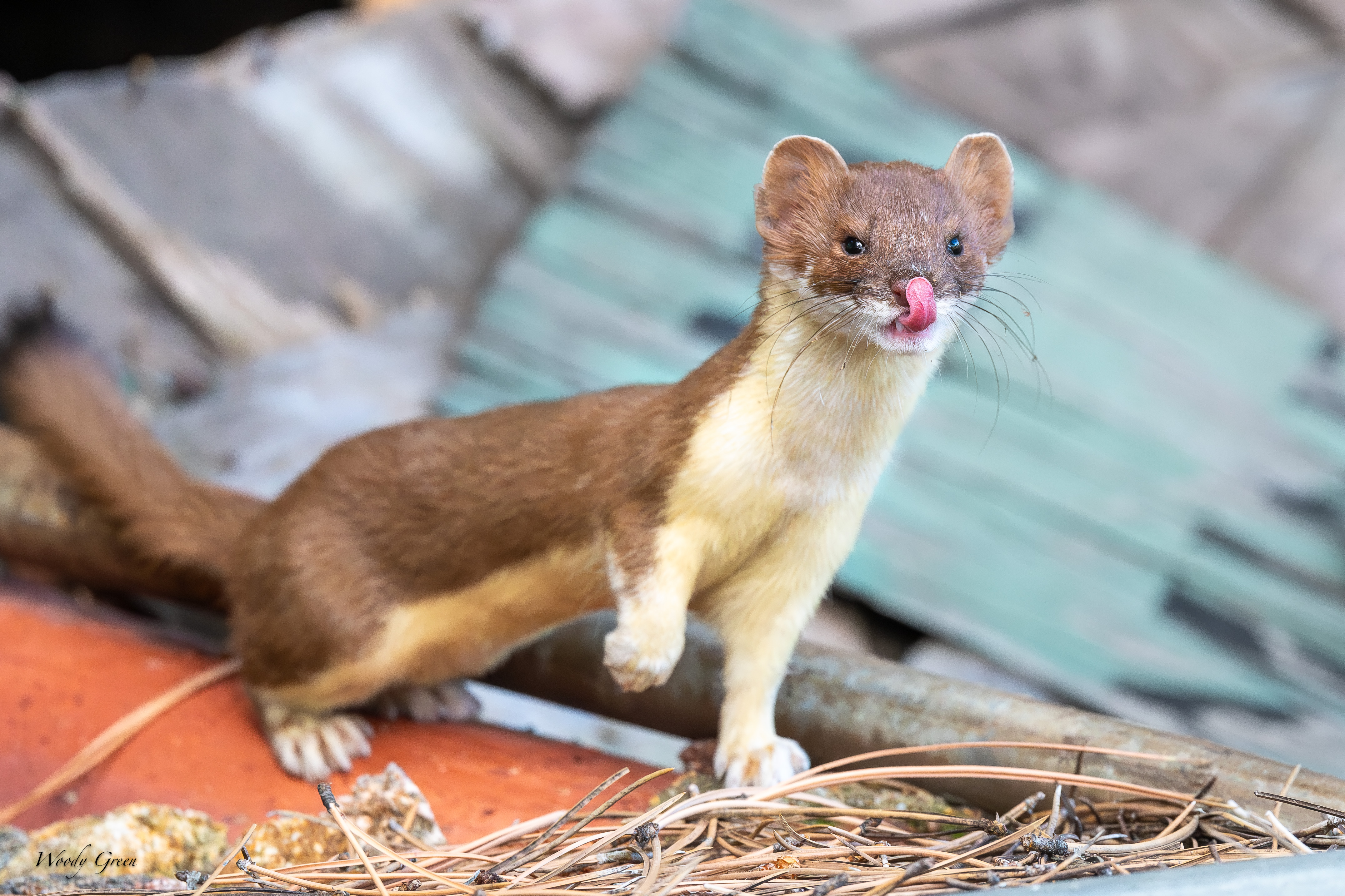 Weasel-126.jpg
