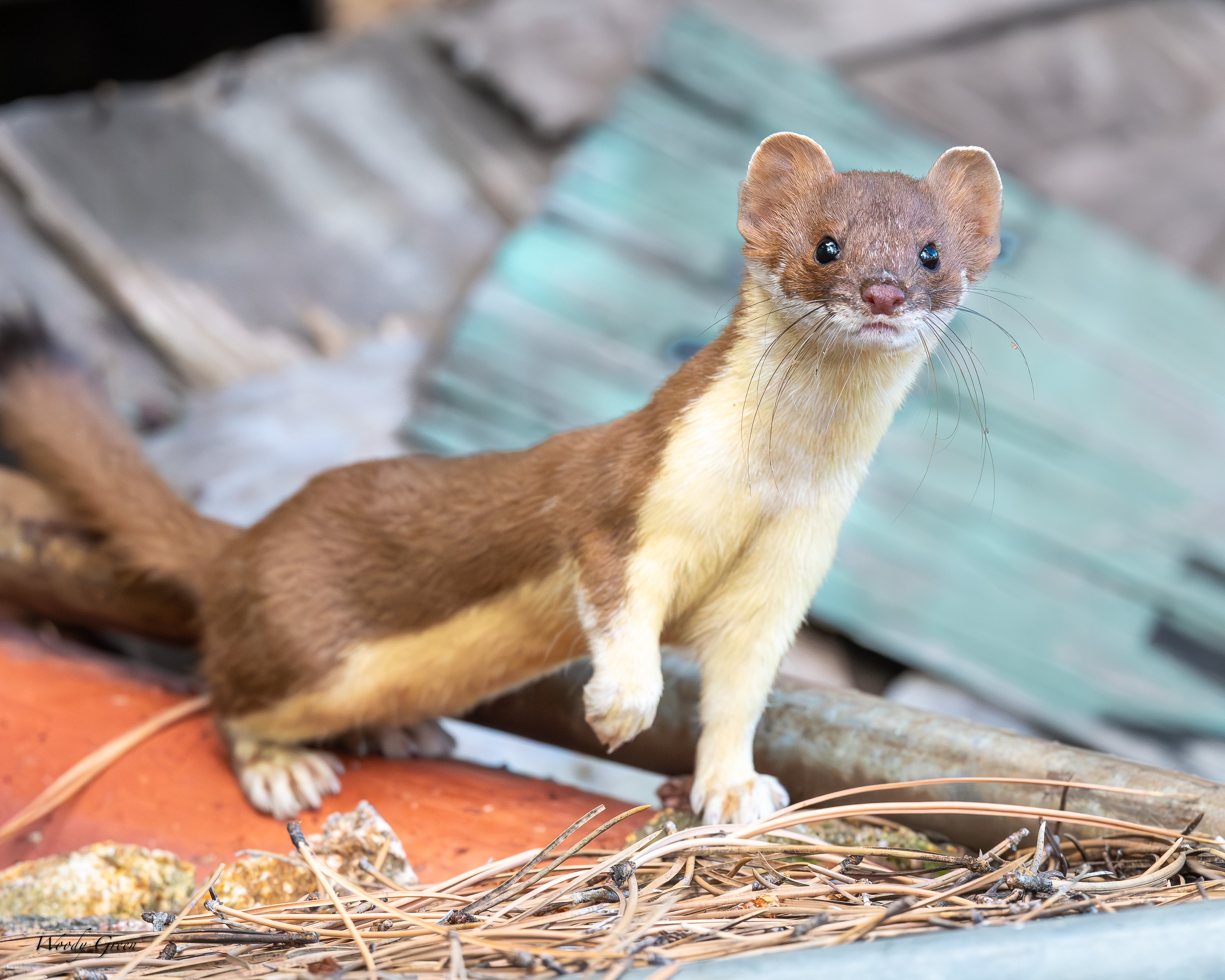 Weasel-127.jpg