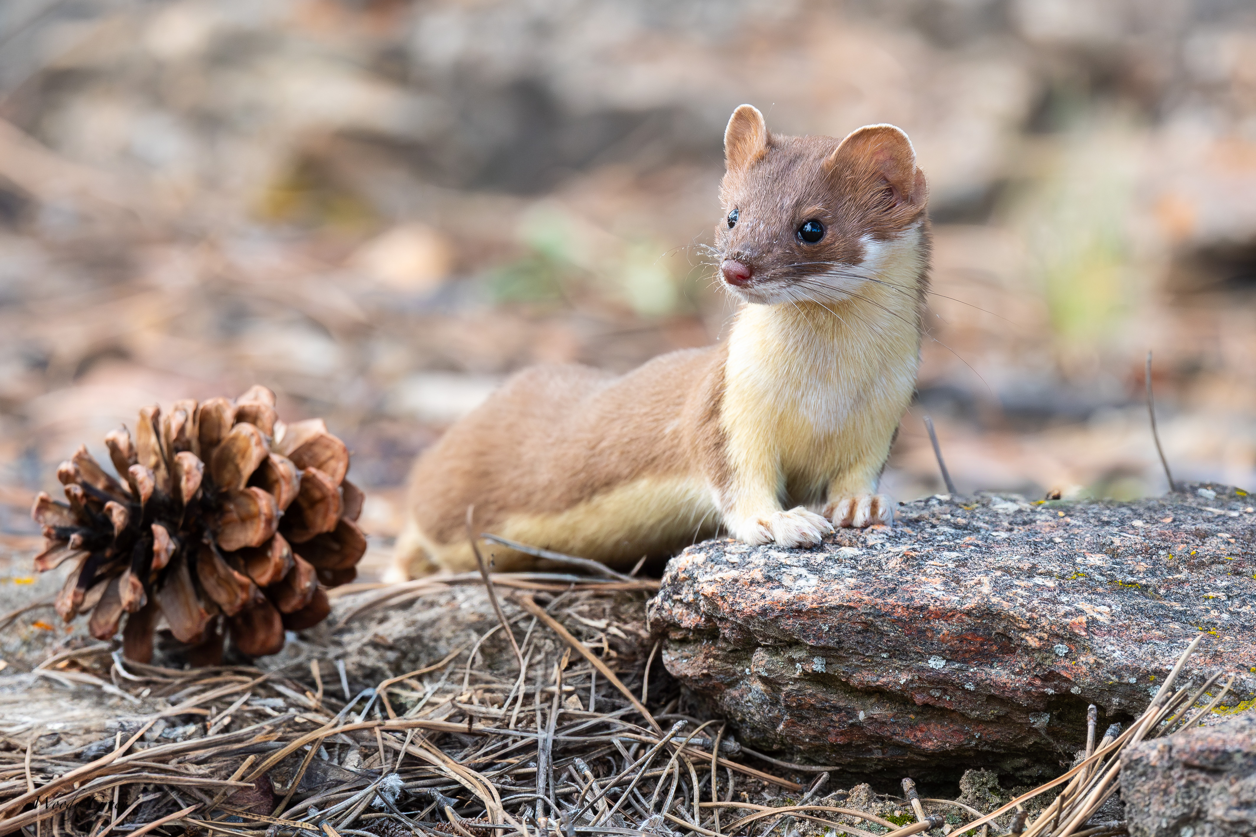 WeaselGround-115.jpg