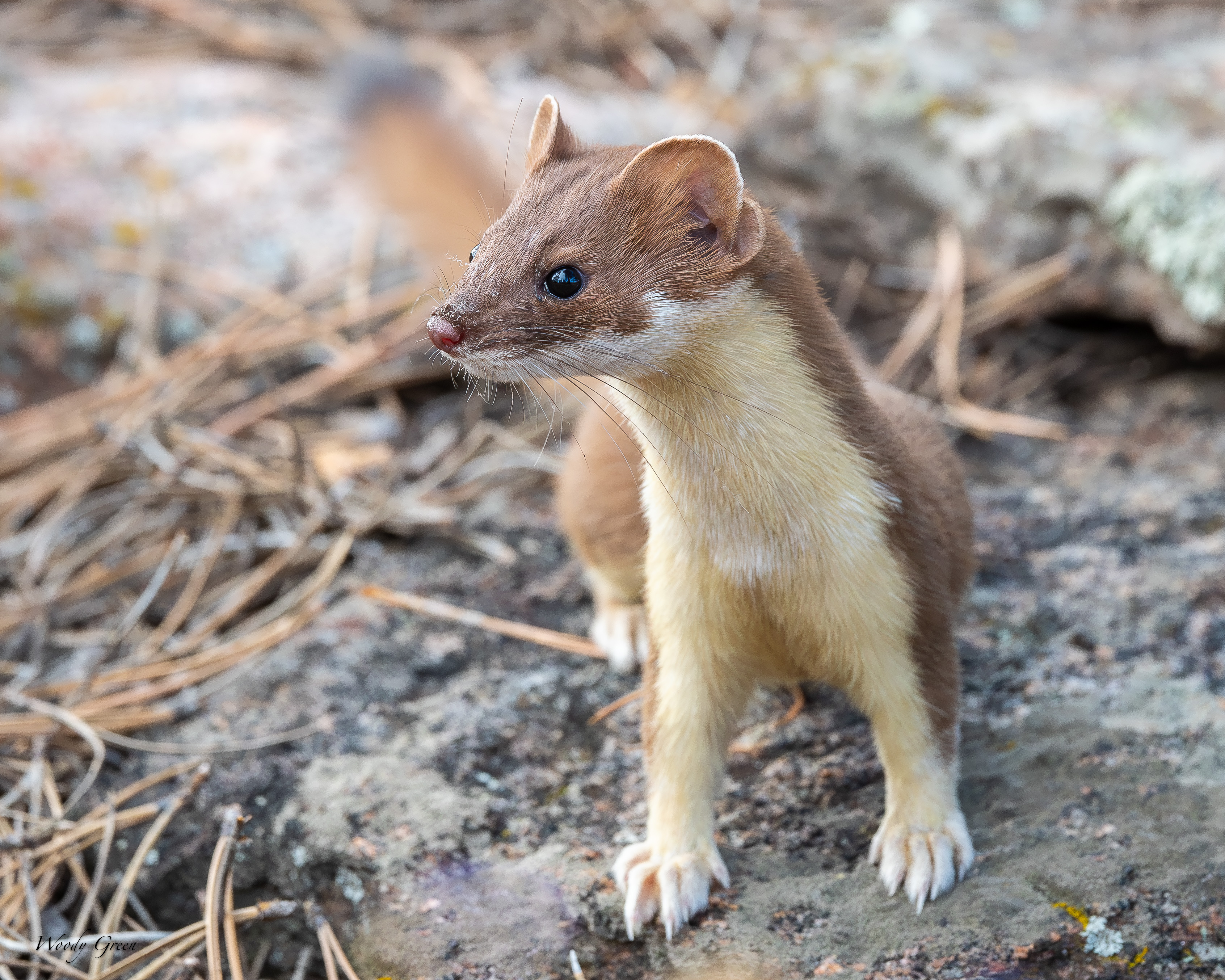 WeaselOnRock-119.jpg