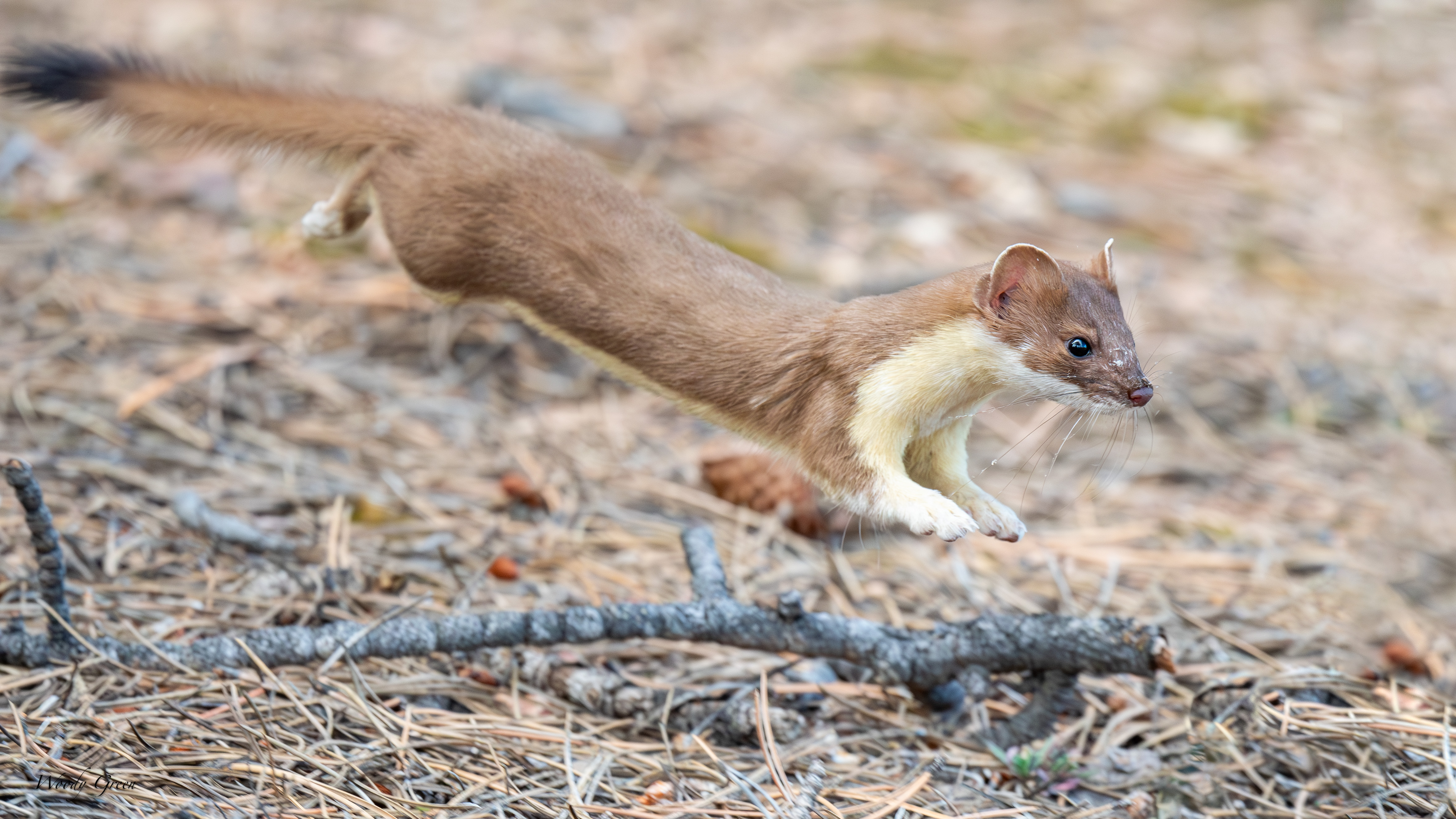 WeaselRunning-113.jpg