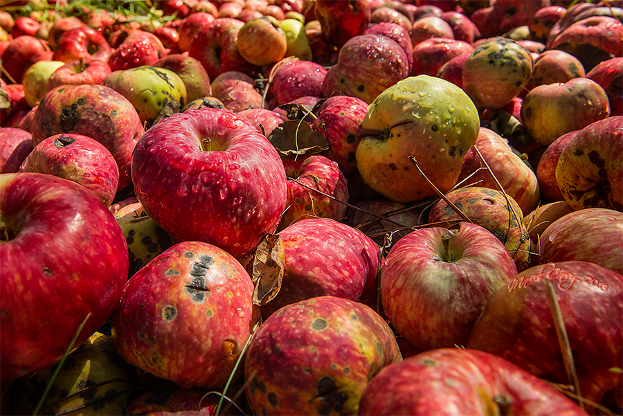 Weathered apples.jpg