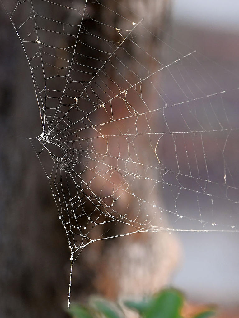 Web.jpg