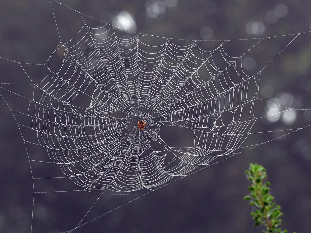 Web.jpg
