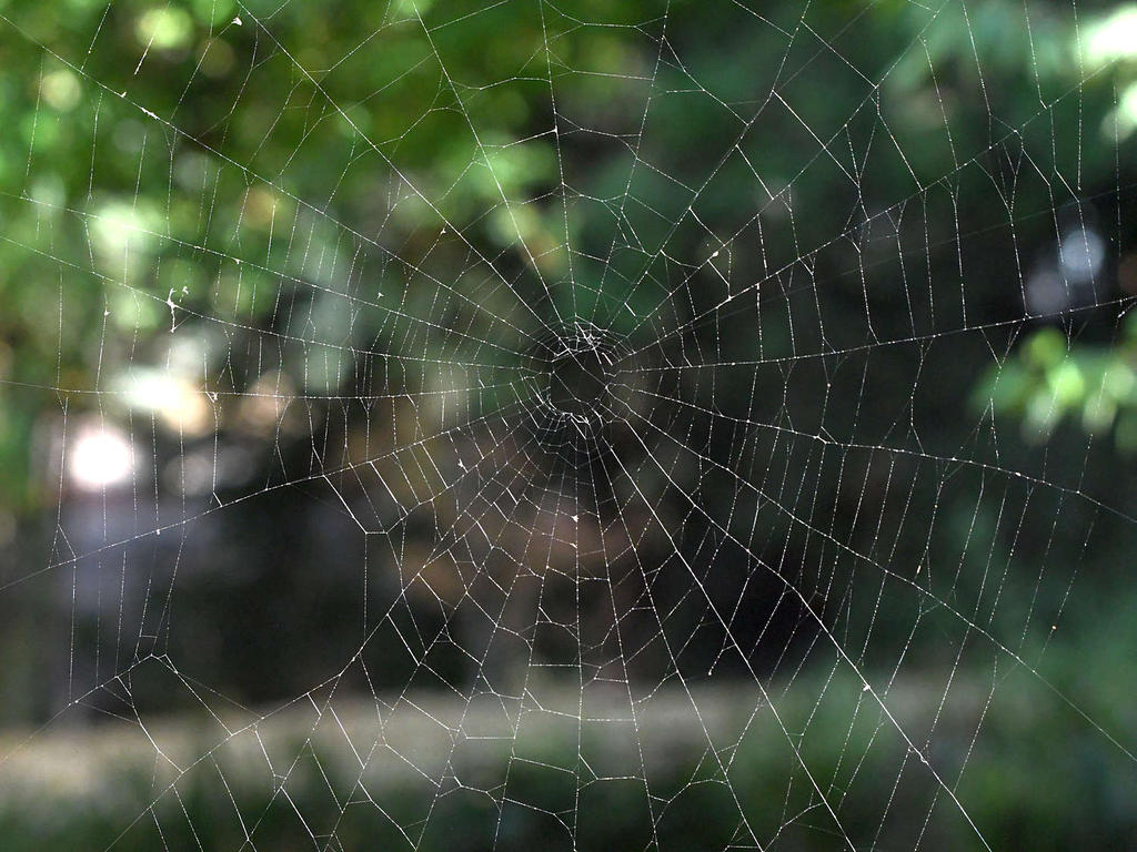 Web.jpg
